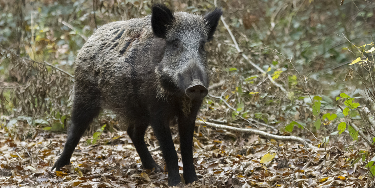 sanglier